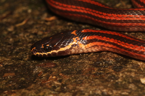 Three-striped Ground Snake