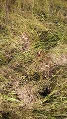 Dichanthelium scoparium