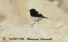 Oenanthe albonigra