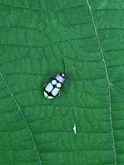 Omophoita octoguttata