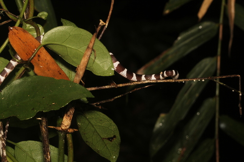 Betsileo White-banded Tree Snake