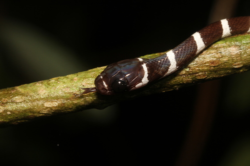 Betsileo White-banded Tree Snake