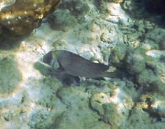 Plectorhinchus