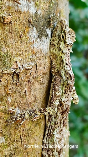 Blanford's Flying Lizard