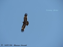 Aquila nipalensis