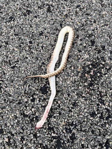 Children's Python sighting