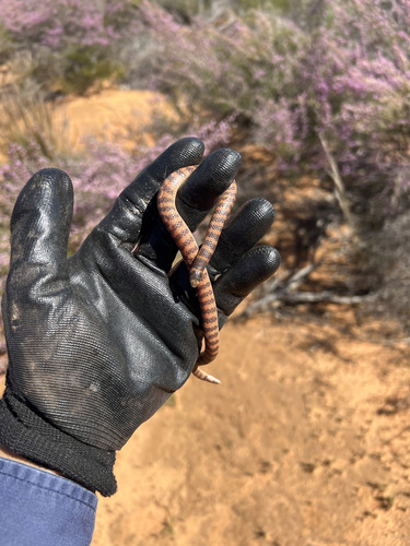 Southern Shovel-nosed Snake sighting