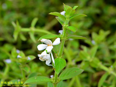 Hymenopus coronatus