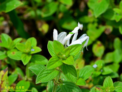 Hymenopus coronatus