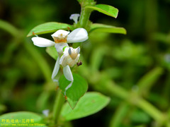 Hymenopus coronatus
