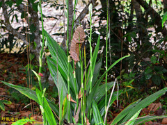 Phaius