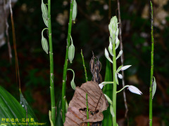 Phaius