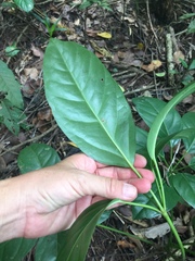 Heptapleurum ellipticum