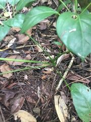 Heptapleurum ellipticum