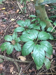 Heptapleurum ellipticum