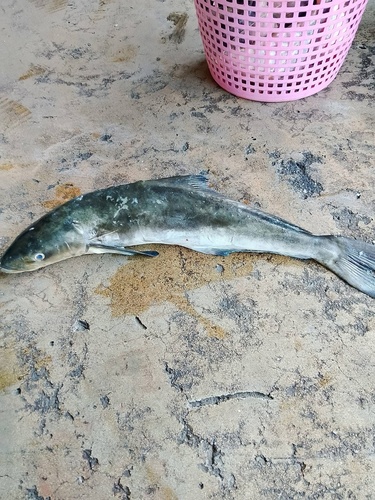 Cobia