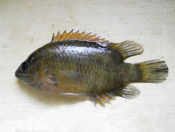Common Catopra