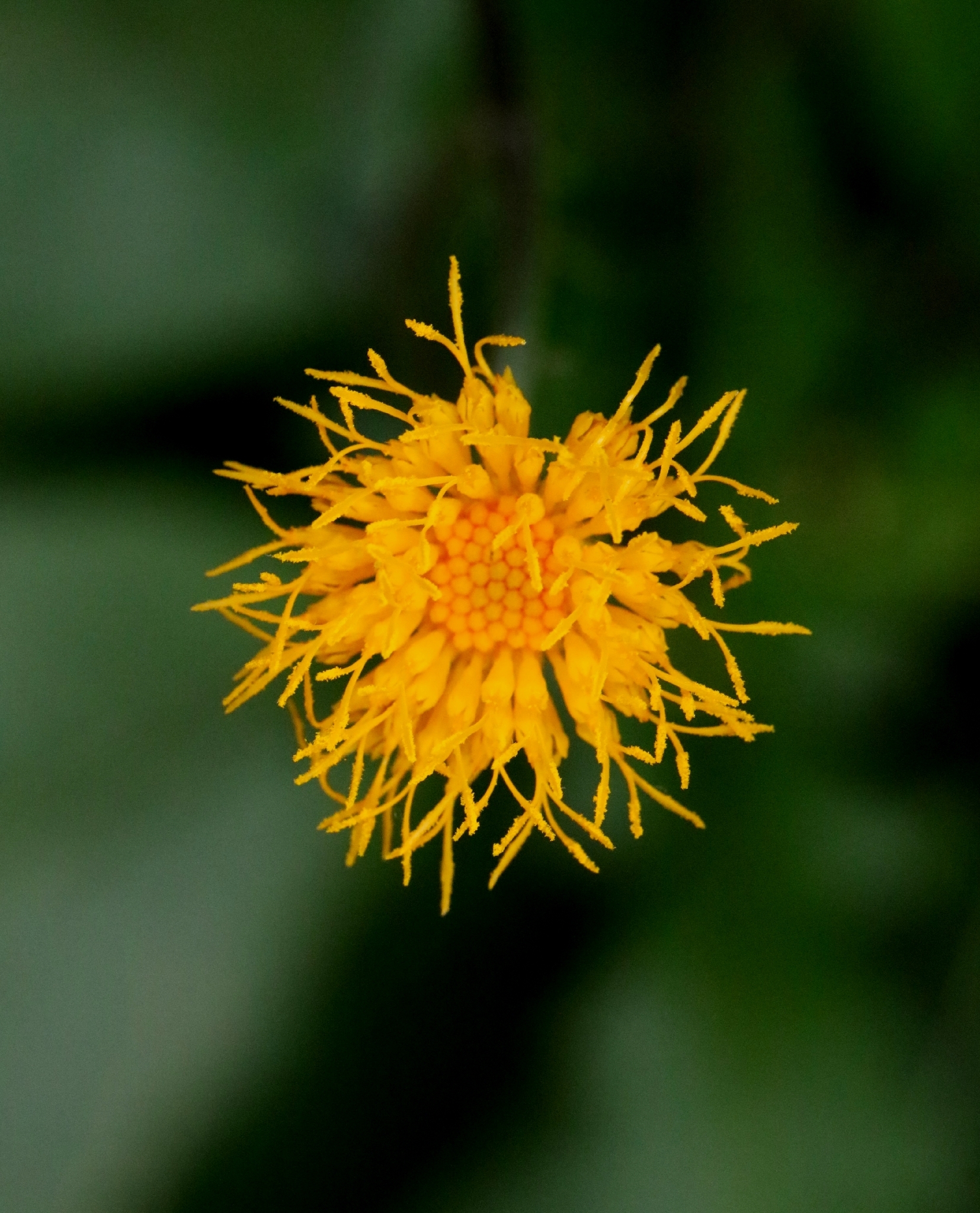 Gynura divaricata