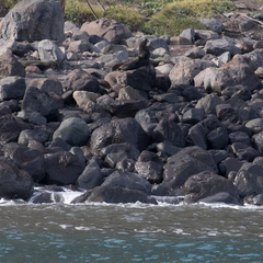 Arctocephalus townsendi