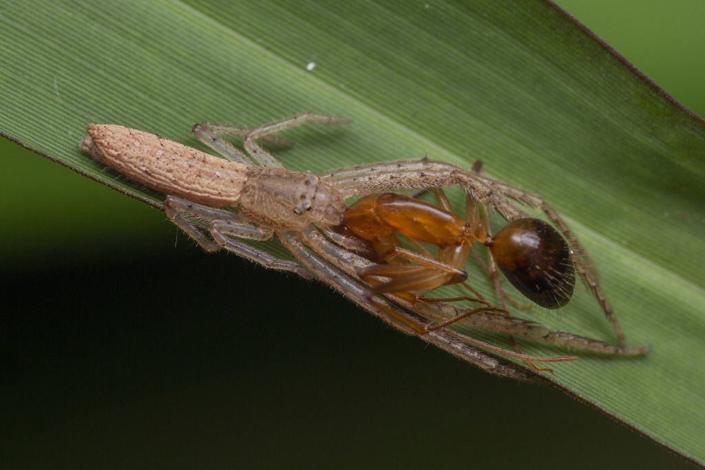 Tailed Grass Crab Spiders