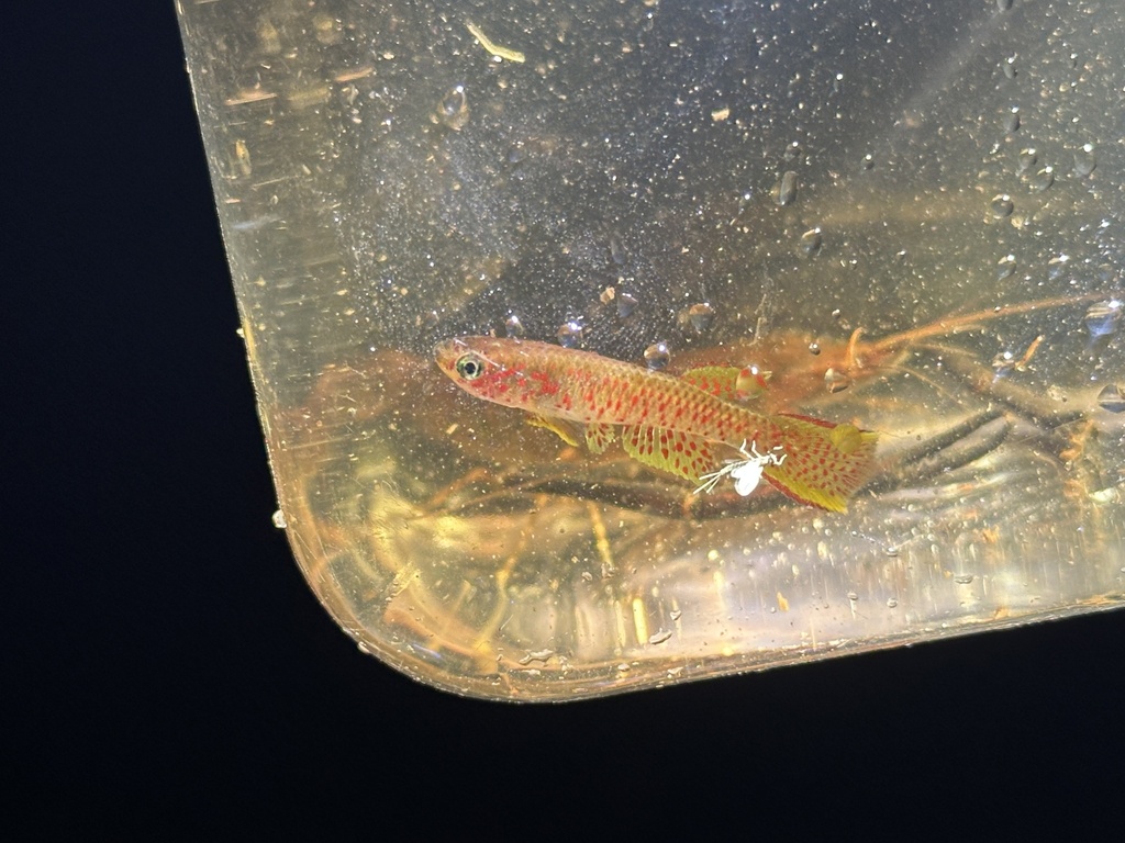 Elegant killi (Aphyosemion elegans) — Nothobranchiidae