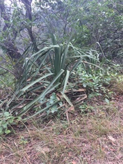 Dasylirion berlandieri