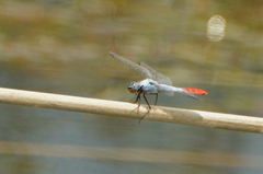 Planiplax erythropyga