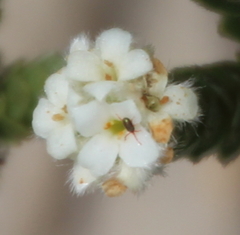 Balaustium