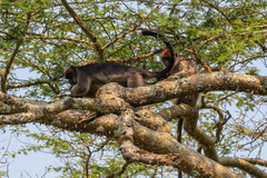 Piliocolobus tephrosceles