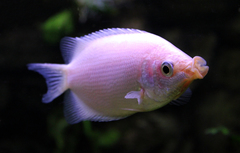 Kissing Gourami photo 3