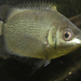 Kissing Gourami - Photo (c) 5snake5, some rights reserved (CC BY-SA)