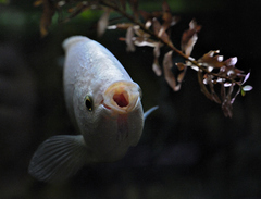Kissing Gourami photo 4