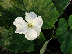 Cucurbita maxima maxima