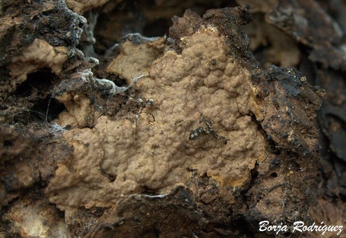 Hymenochaete fuliginosa, 2012-04-03