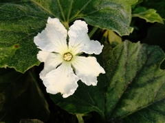 Cucurbita maxima maxima