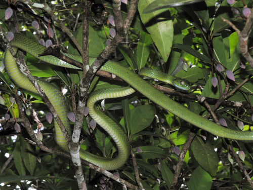 Green Cat Snake