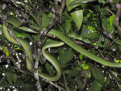 Boiga cyanea