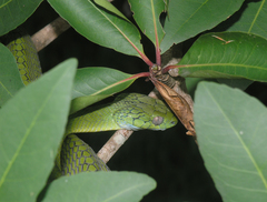 Boiga cyanea