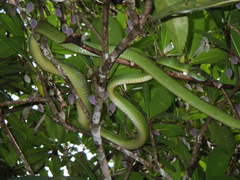 Boiga cyanea