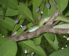 Boiga cyanea
