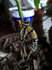 Papilio multicaudata