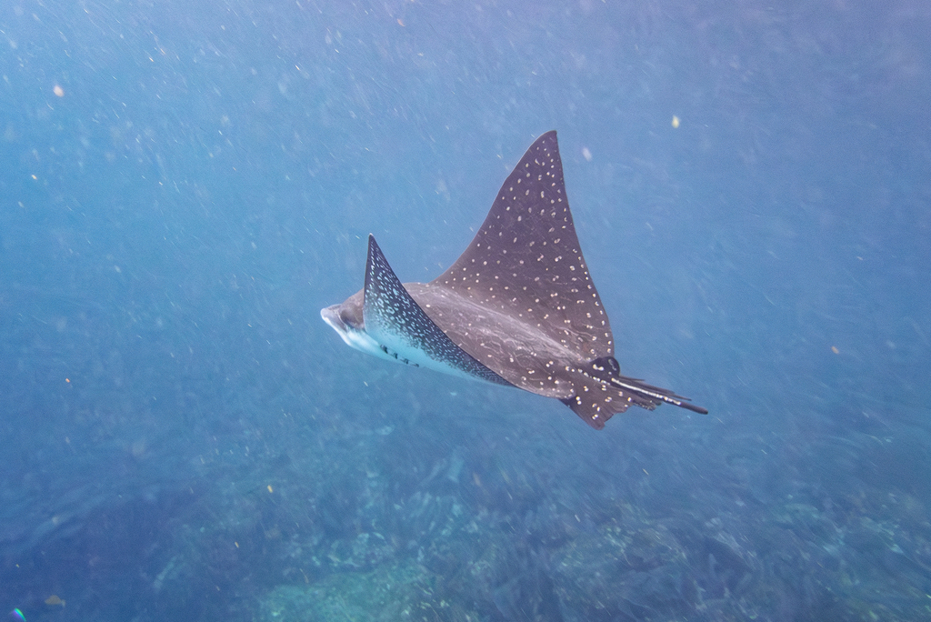 Spotted Eagle Ray