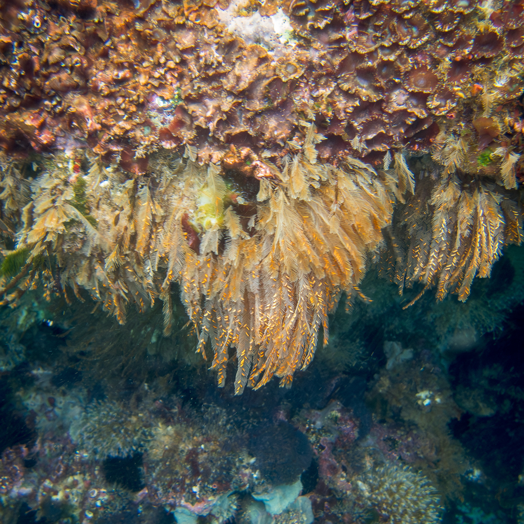 Aglaophenia diegensis