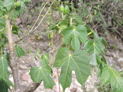 Cnidoscolus rostratus