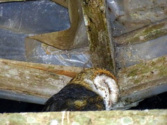 Tyto alba punctatissima