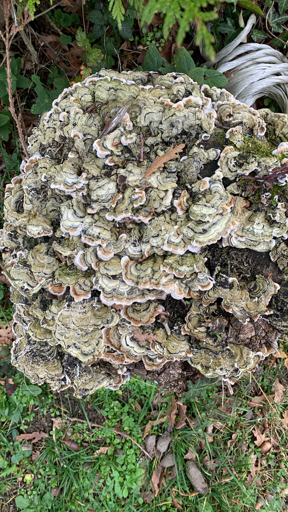 Auricularia mesenterica · December 2025 · photo: © tadpole1tail (iNaturalist, cc0)