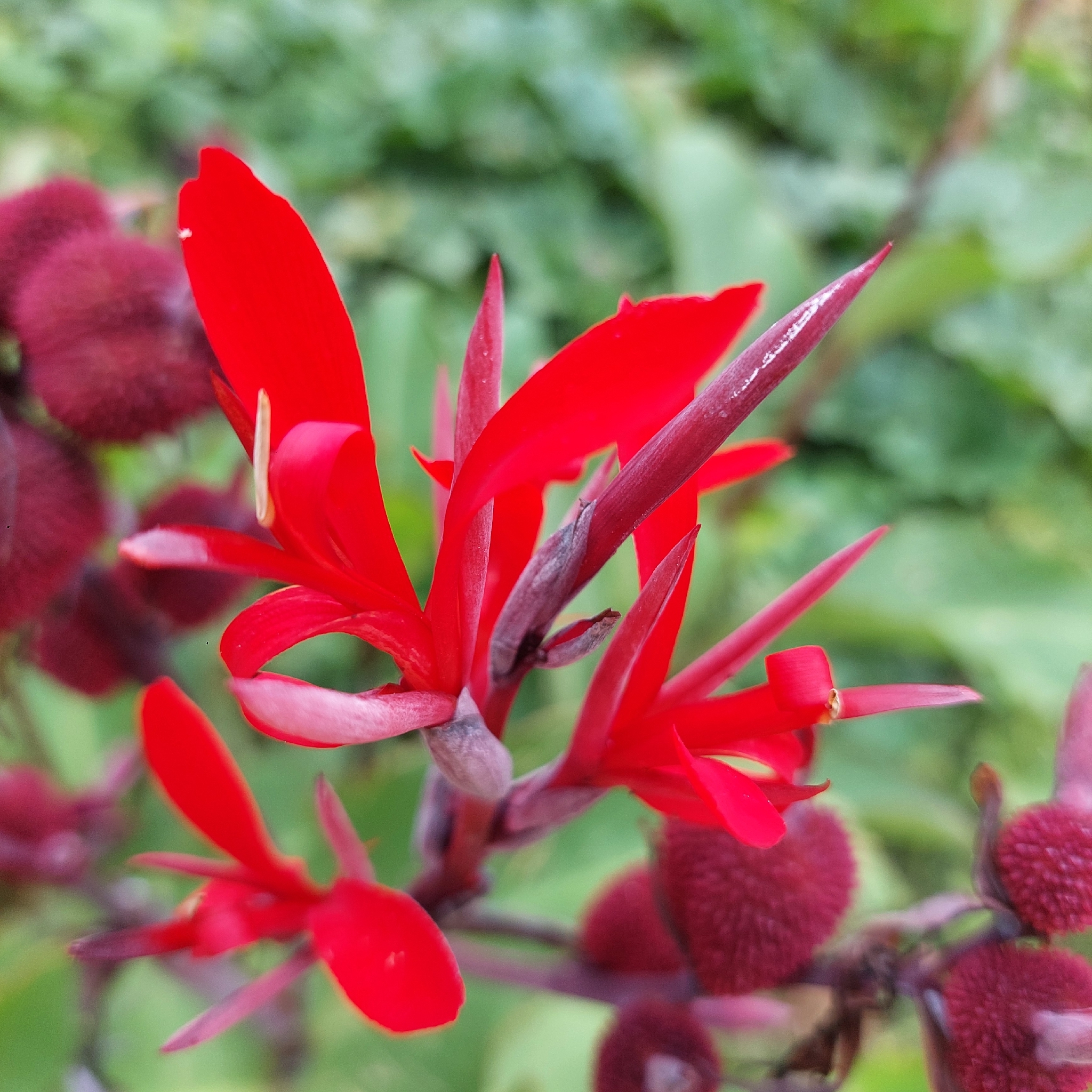 Canna indica
