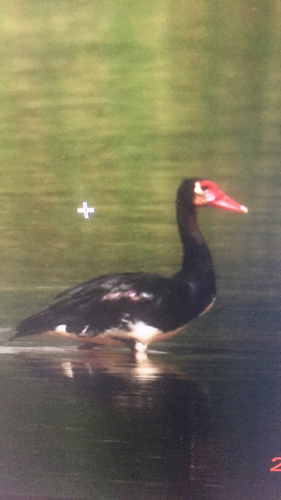 Spur-winged Goose