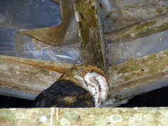 Tyto alba punctatissima