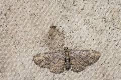 Pseudocollix hyperythra catalalia